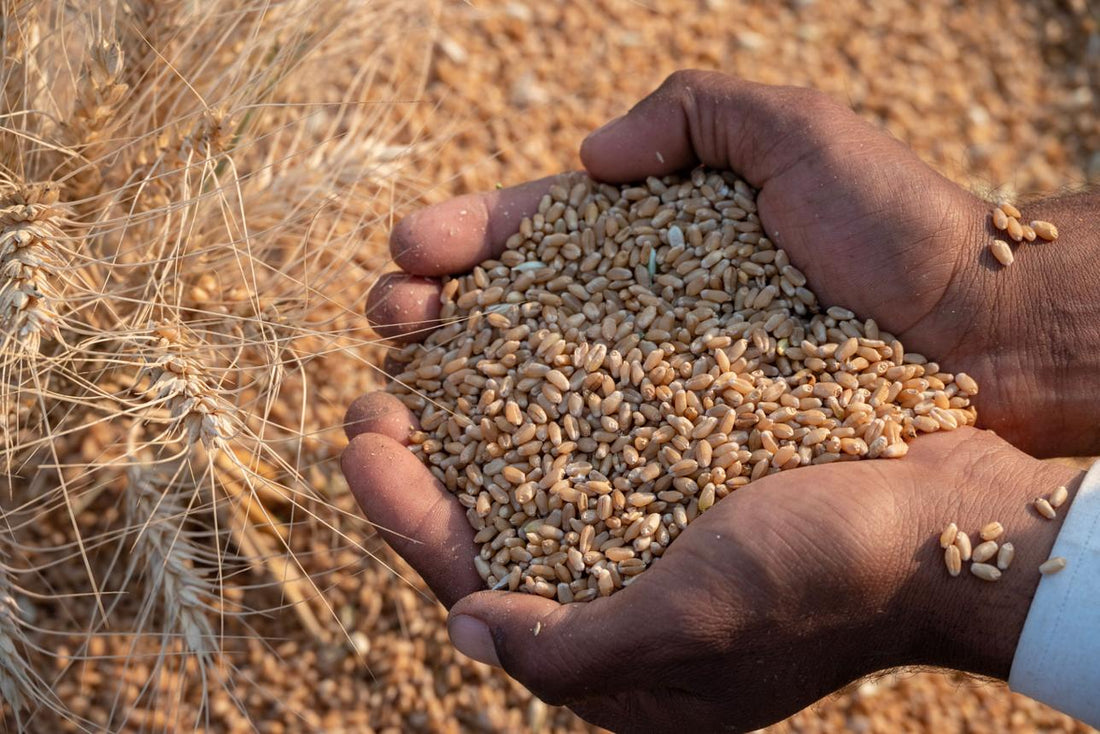 From Grain to Flour: Understanding the Production Process