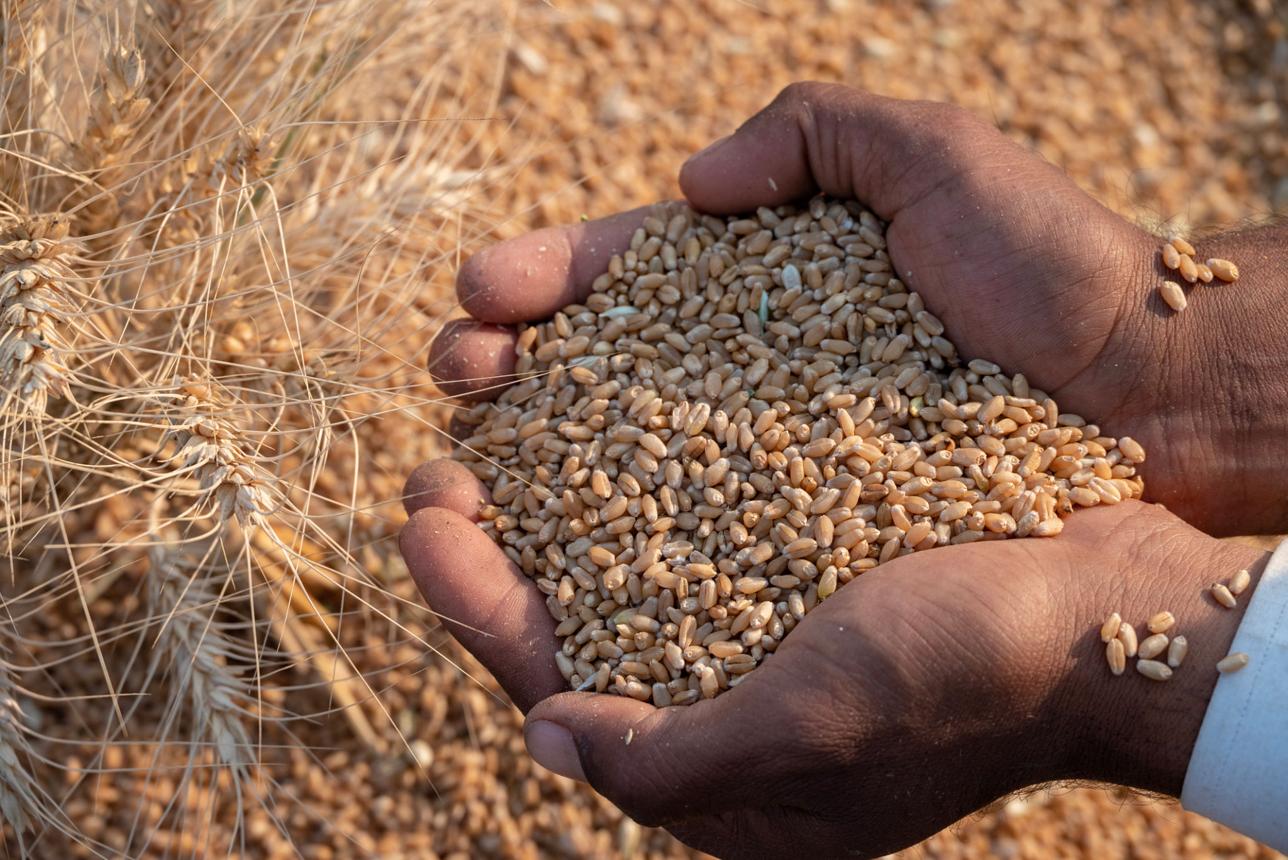 From Grain to Flour: Understanding the Production Process